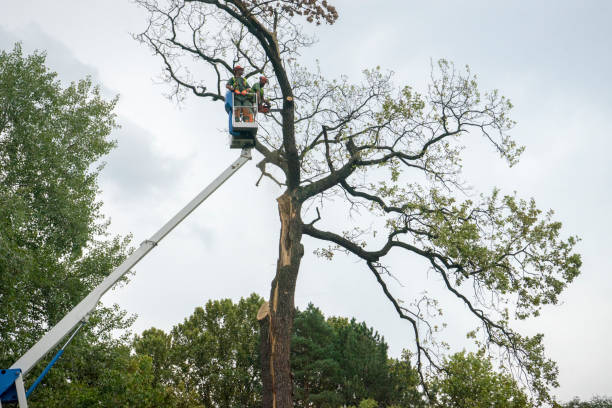 How Our Tree Care Process Works  in  Altamont, NY